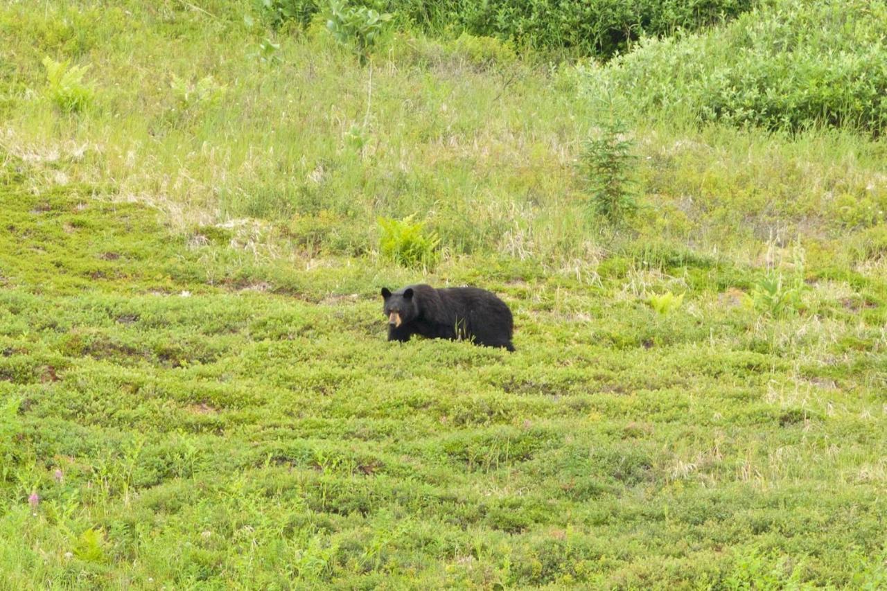 Caribou Lodge Alaska Talkeetna Extérieur photo
