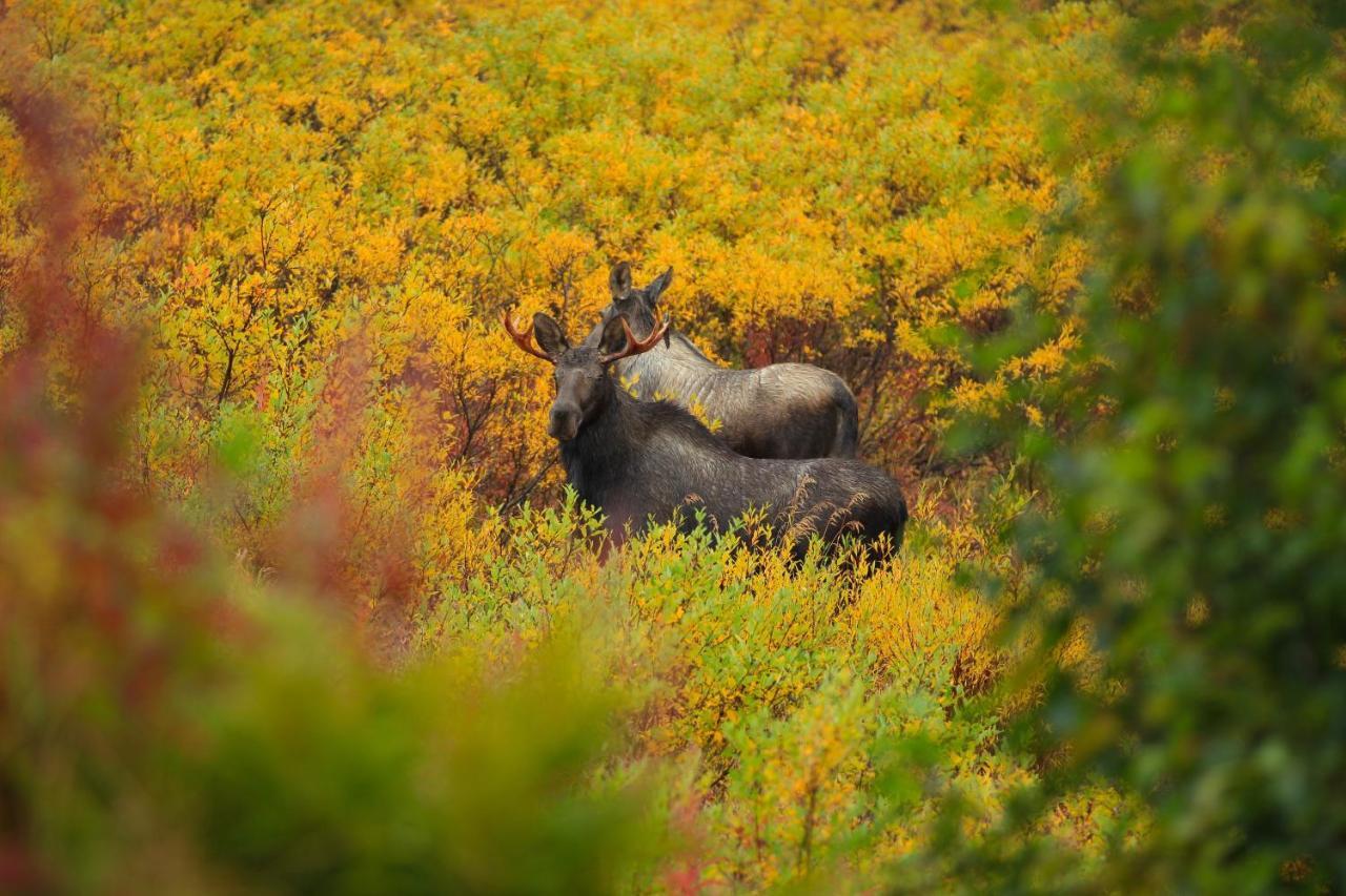 Caribou Lodge Alaska Talkeetna Extérieur photo